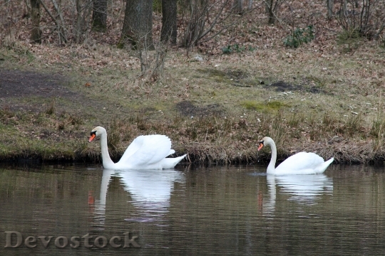Devostock Swans Birds Couple Swimming