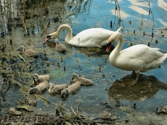 Devostock Swans Chicks Family Water