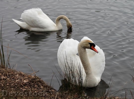 Devostock Swans Couple National Bird