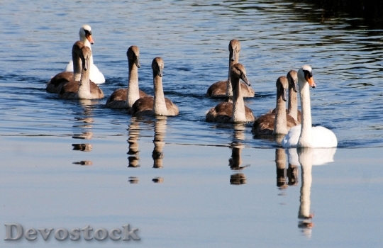 Devostock Swans Cygnets Water Reflection 0