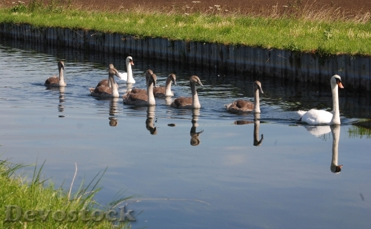 Devostock Swans Cygnets Water Reflection