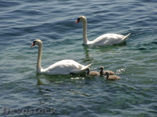 Devostock Swans Ducks Geese Animals 0