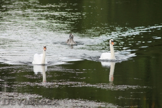 Devostock Swans Family Cubs Water