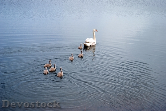Devostock Swans Family Lake Water