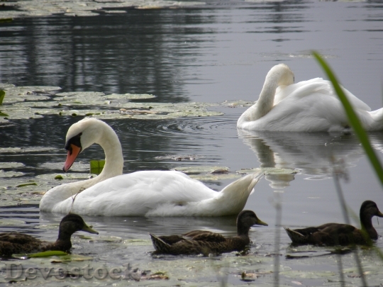 Devostock Swans Pond Water Animal