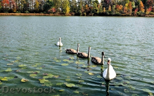 Devostock Swans Signets Family Parents