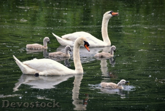 Devostock Swans Swan Bird Waters 1