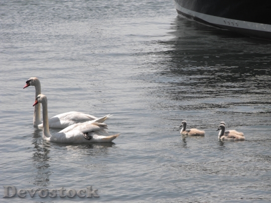 Devostock Swans Water Wildlife Family