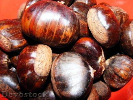 Devostock Sweet Chestnut Castanea Sativa