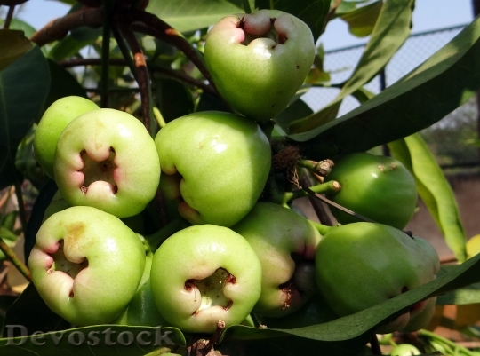 Devostock Syzygium Samarangense Fruit Tropical
