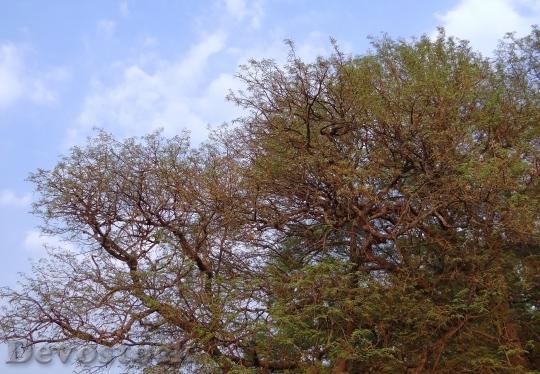 Devostock Tamarind Tree Tamarindus Indica 0