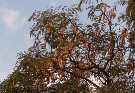 Devostock Tamarind Tree Tamarindus Indica