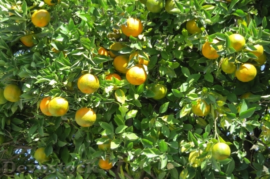 Devostock Tangerine Citric Tree Fruit