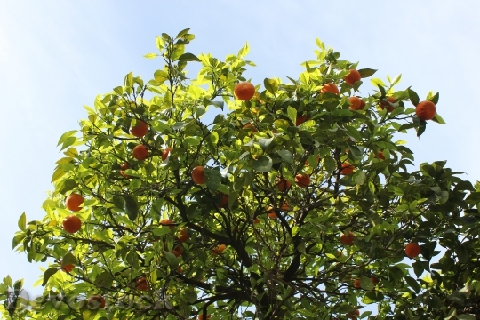 Devostock Tangerines Tree Fruits Oranges