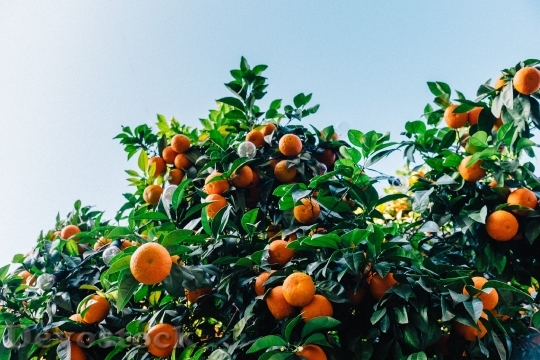Devostock Tangerines Tree Satsuma Orange