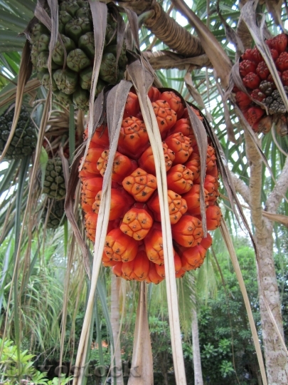 Devostock Thailand Fruit Phuket Tropical