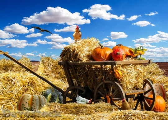 Devostock Thanksgiving Autumn Pumpkin Harvest