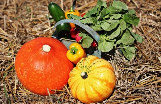Devostock Thanksgiving Pumpkins Cucumbers 1632757