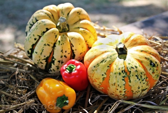 Devostock Thanksgiving Pumpkins Paprika 1632788