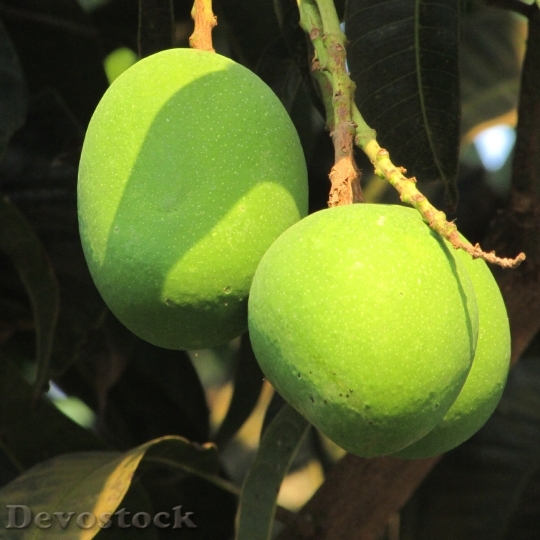 Devostock Three Mangoes Fresh Mango