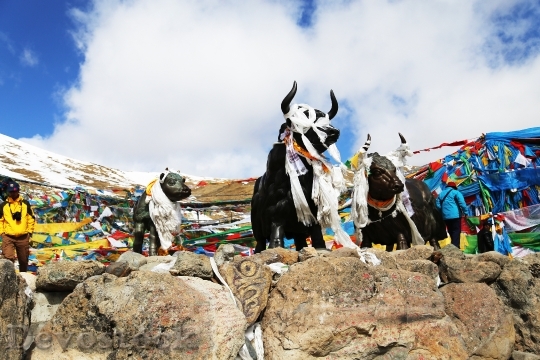 Devostock Tibet Mila Mountains Yakou 0