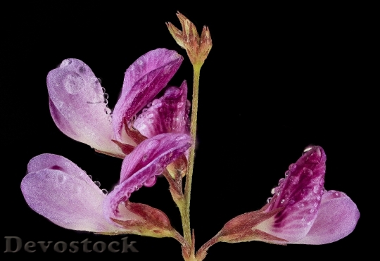 Devostock Ticktrefoil Flower With Dew