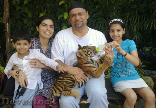 Devostock Tiger Cub Bangkok Family