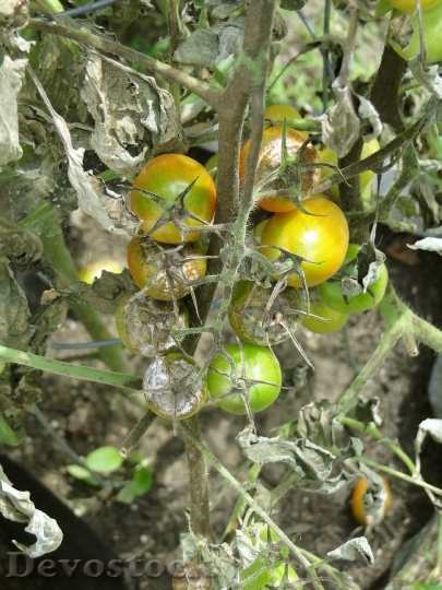 Devostock Tomato Blight Disease Garden