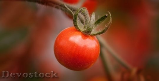 Devostock Tomato Fruit Red Frisch