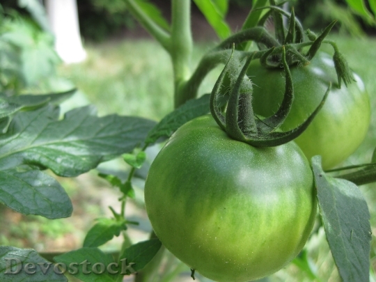 Devostock Tomato Green Tomatoes Garden