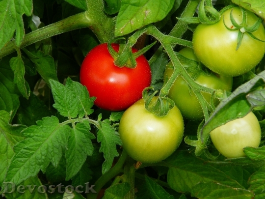 Devostock Tomato Maturity Level Bush