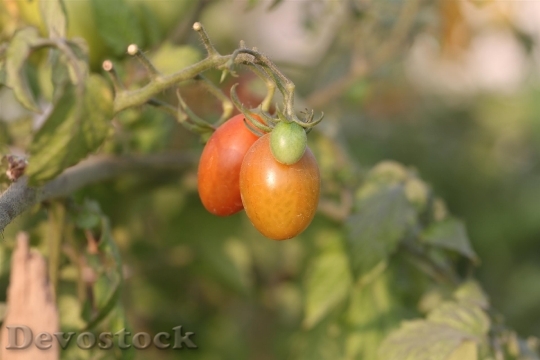 Devostock Tomato Plant Fruit Vegetable