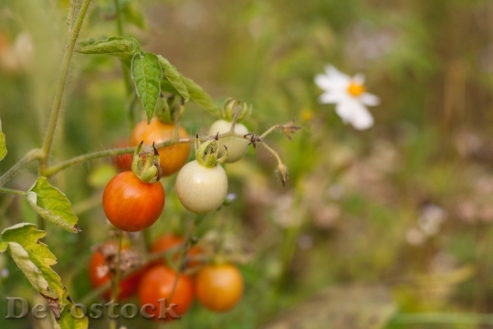 Devostock Tomato Vegetable Fruit Bio