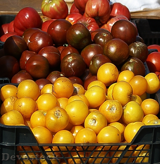 Devostock Tomatoes Agriculture 502607