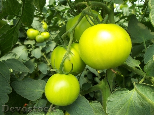 Devostock Tomatoes Green Vegetable Fruit