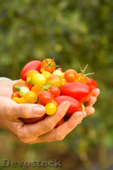 Devostock Tomatoes Handful Ripe Fruit