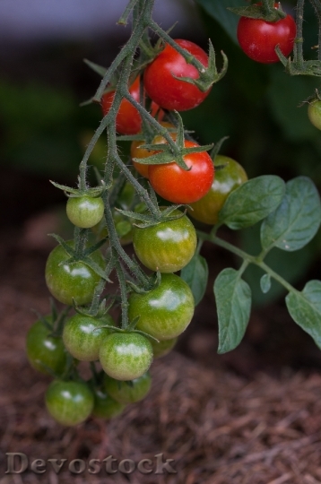 Devostock Tomatoes On Vine Trusses
