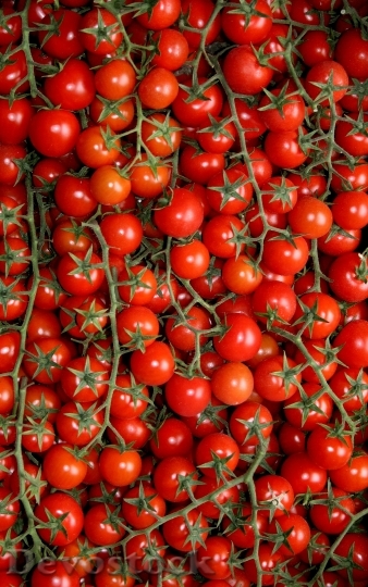 Devostock Tomatoes Puglia Agriculture Work