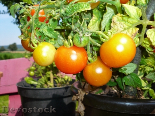 Devostock Tomatoes Red Pot Green