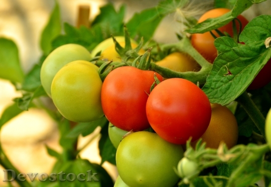 Devostock Tomatoes Ripe Immature Red