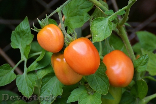 Devostock Tomatoes Roma Tomatoes Bush