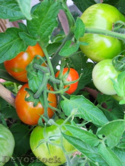 Devostock Tomatoes Tomato Garden Vegetable