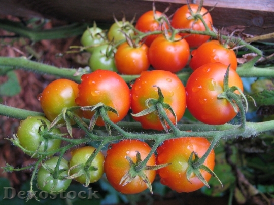Devostock Tomatoes Tomato Red Fresh 0