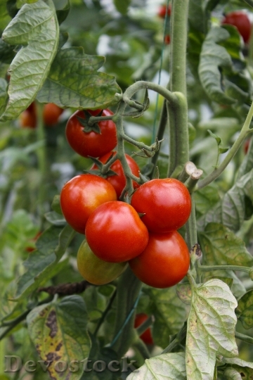 Devostock Tomatoes Tomato Red Fresh