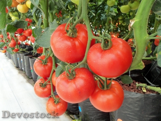Devostock Tomatoes Vegetables Vegetable Fruit