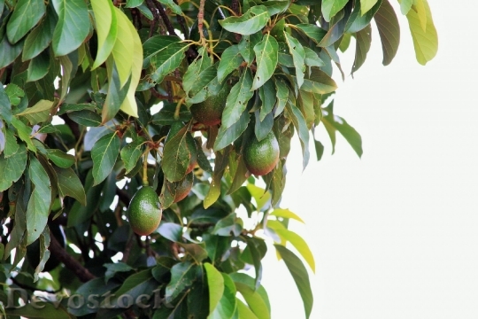 Devostock Tree Big Avocado Fruit
