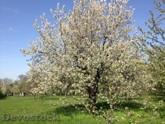 Devostock Tree Cherry Fruit Spring