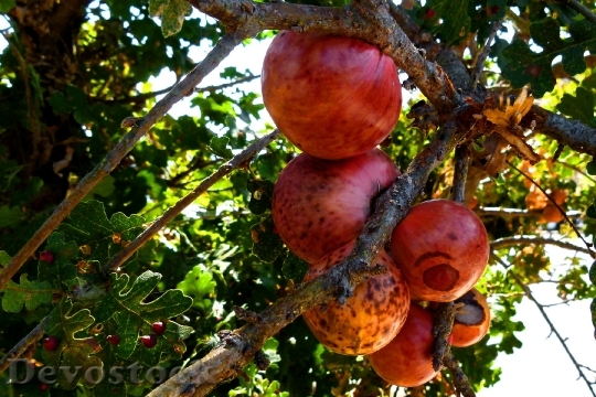 Devostock Tree Fruit Fruit Red