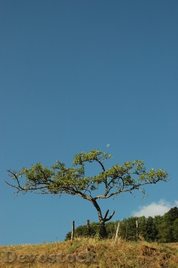 Devostock Tree Meadow Sky Moon