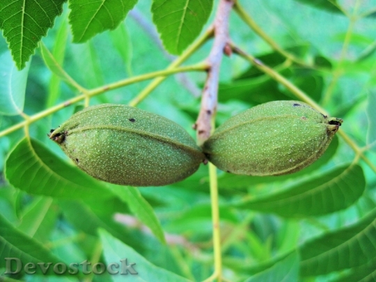 Devostock Tree Nut Pecan Fruit